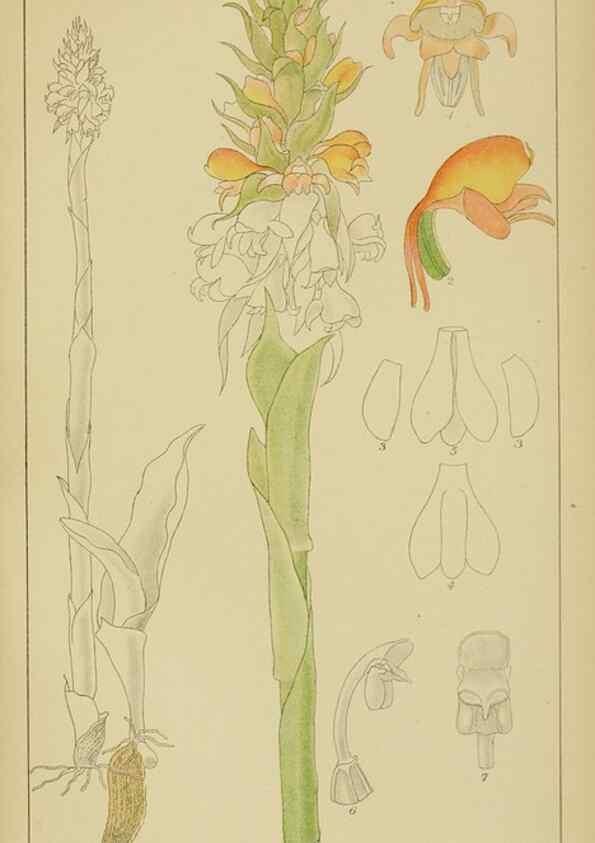 Reproducción/Reproduction 9729765353: Icones orchidearum austro-africanarum extra-tropicarum :. London :W. Wesley,1896-1913.