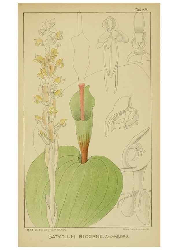 Reproducción/Reproduction 9732994286: Icones orchidearum austro-africanarum extra-tropicarum :. London :W. Wesley,1896-1913.