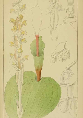 Reproducción/Reproduction 9732994286: Icones orchidearum austro-africanarum extra-tropicarum :. London :W. Wesley,1896-1913.