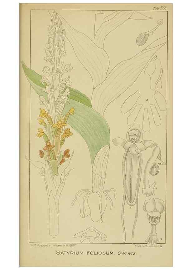 Reproducción/Reproduction 9732995730: Icones orchidearum austro-africanarum extra-tropicarum :. London :W. Wesley,1896-1913.