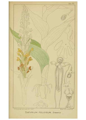 Reproducción/Reproduction 9732995730: Icones orchidearum austro-africanarum extra-tropicarum :. London :W. Wesley,1896-1913.