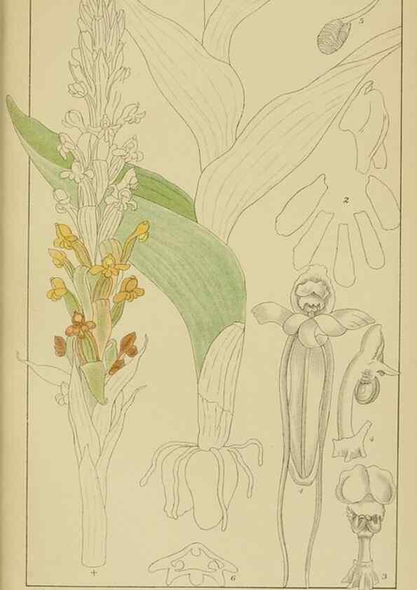 Reproducción/Reproduction 9732995730: Icones orchidearum austro-africanarum extra-tropicarum :. London :W. Wesley,1896-1913.