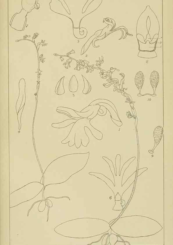 Reproducción/Reproduction 9732969422: Icones orchidearum austro-africanarum extra-tropicarum :. London :W. Wesley,1896-1913.