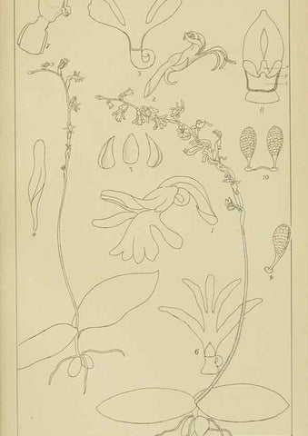 Reproducción/Reproduction 9732969422: Icones orchidearum austro-africanarum extra-tropicarum :. London :W. Wesley,1896-1913.