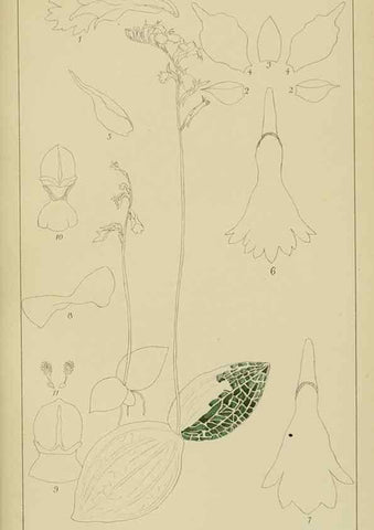 Reproducción/Reproduction 9732968142: Icones orchidearum austro-africanarum extra-tropicarum :. London :W. Wesley,1896-1913.