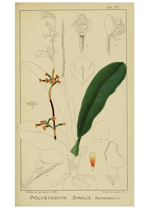 Reproducción/Reproduction 9732966638: Icones orchidearum austro-africanarum extra-tropicarum :. London :W. Wesley,1896-1913.
