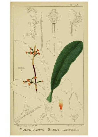 Reproducción/Reproduction 9732966638: Icones orchidearum austro-africanarum extra-tropicarum :. London :W. Wesley,1896-1913.