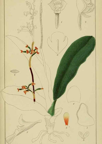 Reproducción/Reproduction 9732966638: Icones orchidearum austro-africanarum extra-tropicarum :. London :W. Wesley,1896-1913.