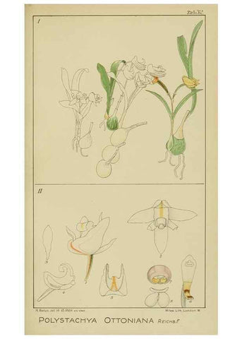 Reproducción/Reproduction 9732965138: Icones orchidearum austro-africanarum extra-tropicarum :. London :W. Wesley,1896-1913.