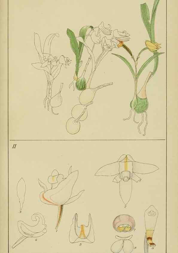 Reproducción/Reproduction 9732965138: Icones orchidearum austro-africanarum extra-tropicarum :. London :W. Wesley,1896-1913.