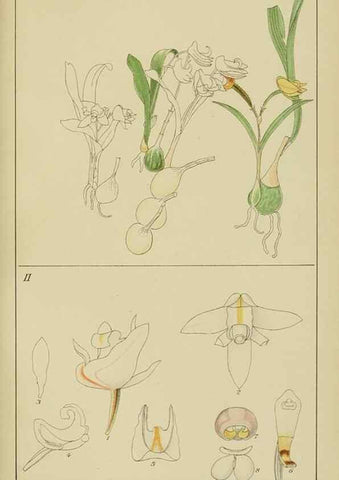 Reproducción/Reproduction 9732965138: Icones orchidearum austro-africanarum extra-tropicarum :. London :W. Wesley,1896-1913.
