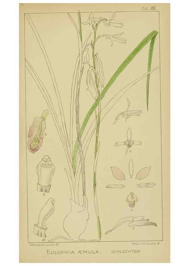 Reproducción/Reproduction 9732845236: Icones orchidearum austro-africanarum extra-tropicarum :. London :W. Wesley,1896-1913.