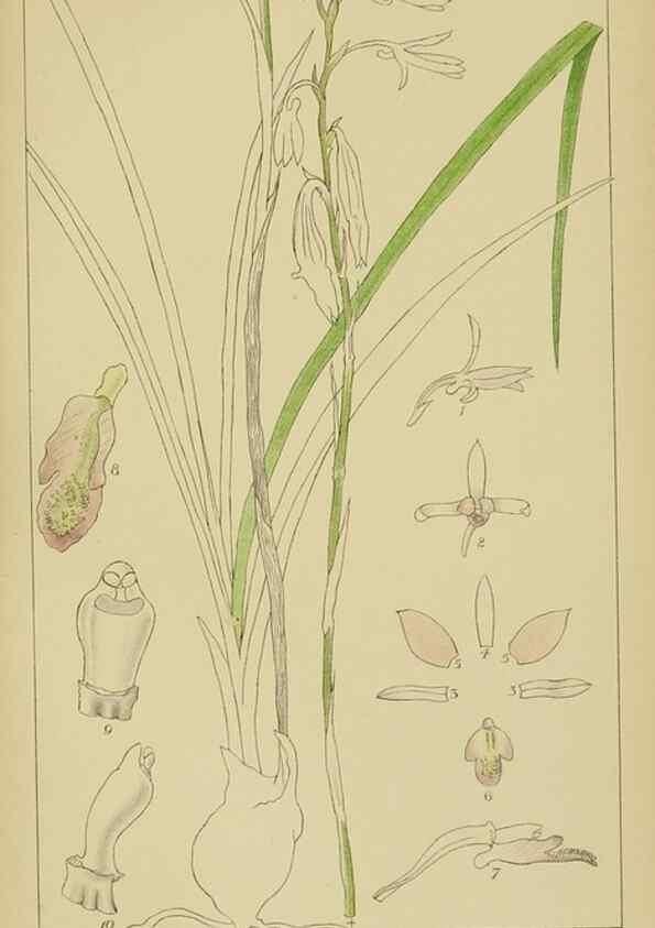 Reproducción/Reproduction 9732845236: Icones orchidearum austro-africanarum extra-tropicarum :. London :W. Wesley,1896-1913.