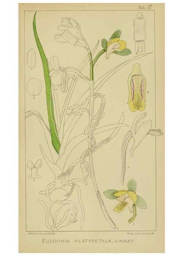 Reproducción/Reproduction 9732846934: Icones orchidearum austro-africanarum extra-tropicarum :. London :W. Wesley,1896-1913.
