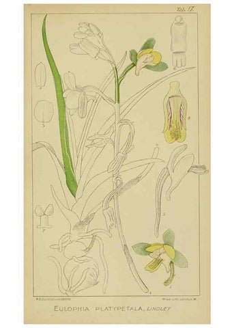 Reproducción/Reproduction 9732846934: Icones orchidearum austro-africanarum extra-tropicarum :. London :W. Wesley,1896-1913.