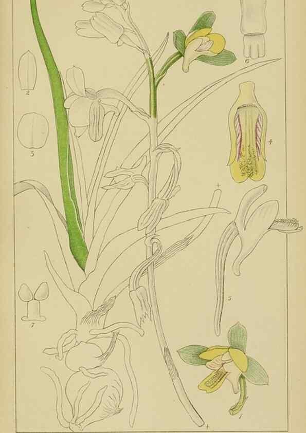 Reproducción/Reproduction 9732846934: Icones orchidearum austro-africanarum extra-tropicarum :. London :W. Wesley,1896-1913.