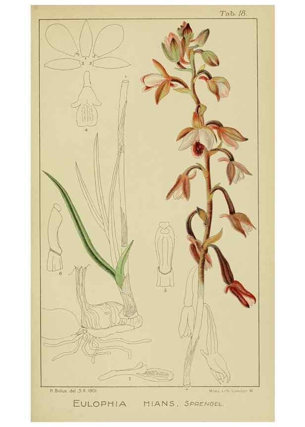 Reproducción/Reproduction 9732848694: Icones orchidearum austro-africanarum extra-tropicarum :. London :W. Wesley,1896-1913.