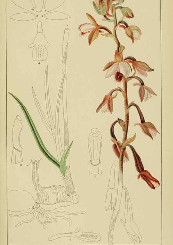 Reproducción/Reproduction 9732848694: Icones orchidearum austro-africanarum extra-tropicarum :. London :W. Wesley,1896-1913.