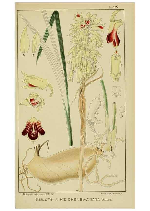 Reproducción/Reproduction 9729623937: Icones orchidearum austro-africanarum extra-tropicarum :. London :W. Wesley,1896-1913.
