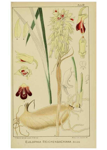 Reproducción/Reproduction 9729623937: Icones orchidearum austro-africanarum extra-tropicarum :. London :W. Wesley,1896-1913.