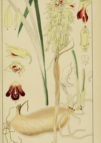 Reproducción/Reproduction 9729623937: Icones orchidearum austro-africanarum extra-tropicarum :. London :W. Wesley,1896-1913.
