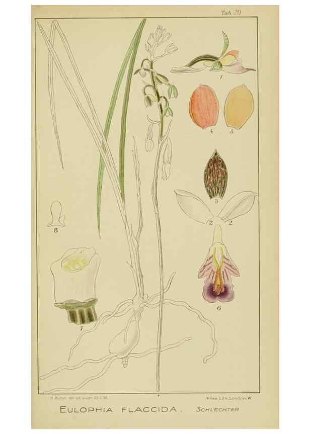 Reproducción/Reproduction 9732851876: Icones orchidearum austro-africanarum extra-tropicarum :. London :W. Wesley,1896-1913.