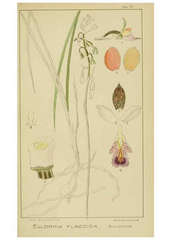 Reproducción/Reproduction 9732851876: Icones orchidearum austro-africanarum extra-tropicarum :. London :W. Wesley,1896-1913.
