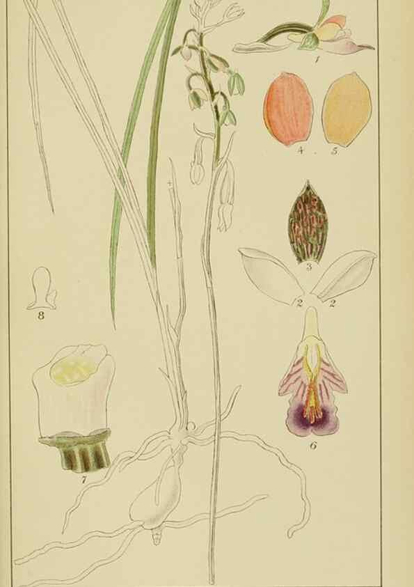 Reproducción/Reproduction 9732851876: Icones orchidearum austro-africanarum extra-tropicarum :. London :W. Wesley,1896-1913.