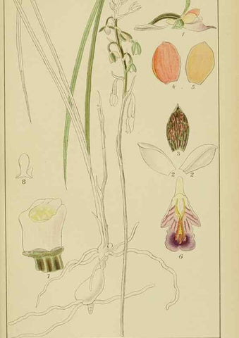 Reproducción/Reproduction 9732851876: Icones orchidearum austro-africanarum extra-tropicarum :. London :W. Wesley,1896-1913.