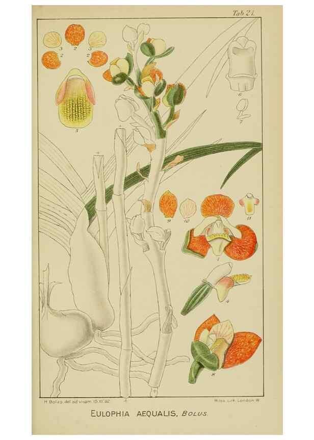 Reproducción/Reproduction 9729626923: Icones orchidearum austro-africanarum extra-tropicarum :. London :W. Wesley,1896-1913.