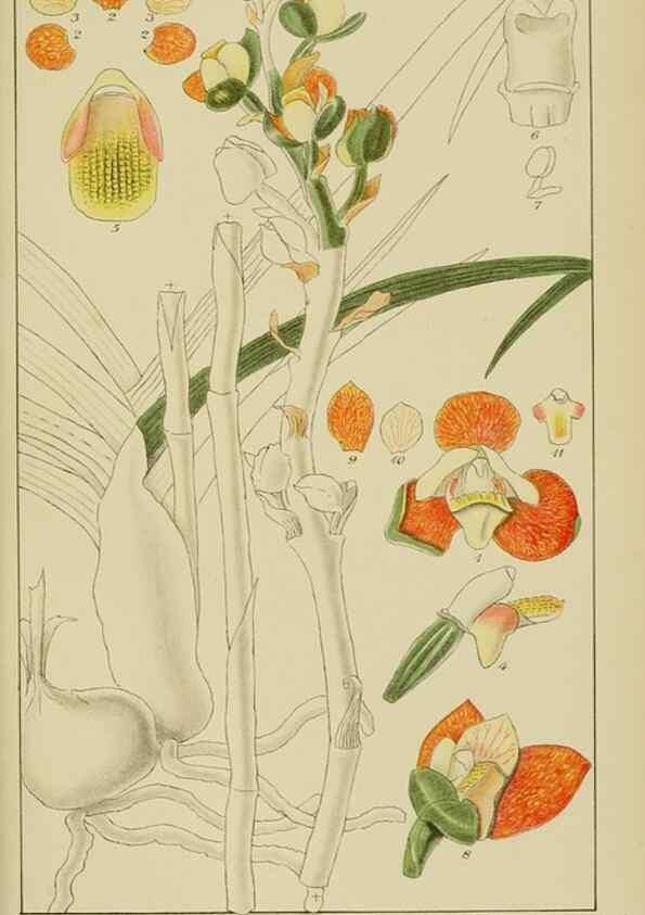 Reproducción/Reproduction 9729626923: Icones orchidearum austro-africanarum extra-tropicarum :. London :W. Wesley,1896-1913.