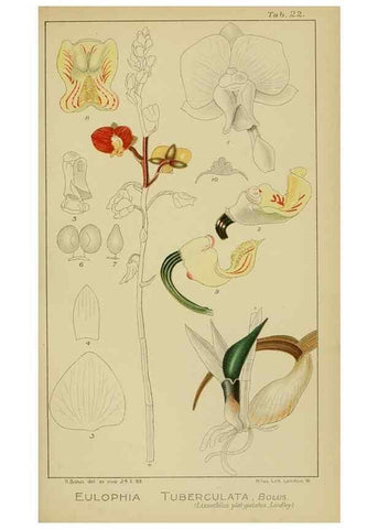 Reproducción/Reproduction 9732855000: Icones orchidearum austro-africanarum extra-tropicarum :. London :W. Wesley,1896-1913.