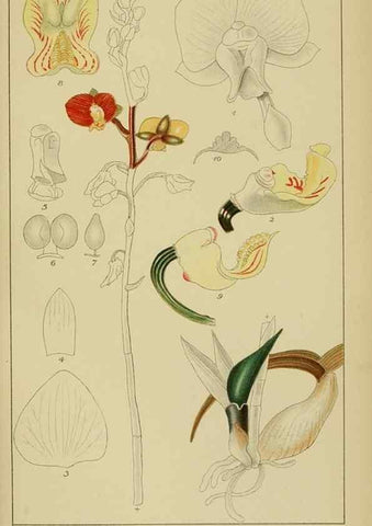 Reproducción/Reproduction 9732855000: Icones orchidearum austro-africanarum extra-tropicarum :. London :W. Wesley,1896-1913.