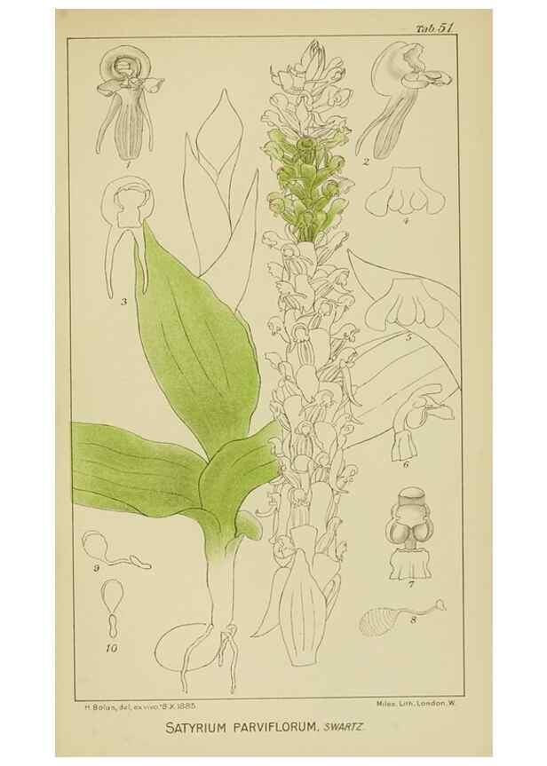 Reproducción/Reproduction 9729770267: Icones orchidearum austro-africanarum extra-tropicarum :. London :W. Wesley,1896-1913.