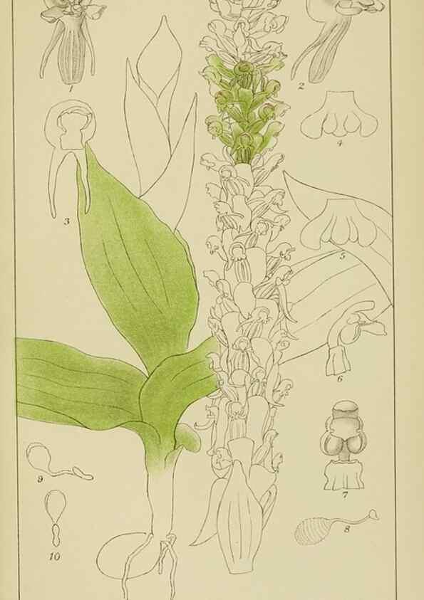 Reproducción/Reproduction 9729770267: Icones orchidearum austro-africanarum extra-tropicarum :. London :W. Wesley,1896-1913.