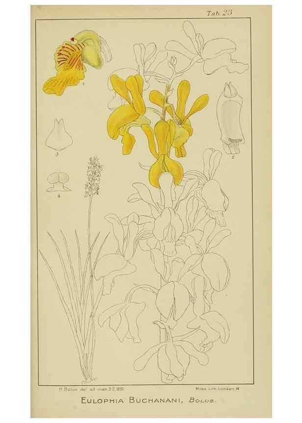Reproducción/Reproduction 9729631069: Icones orchidearum austro-africanarum extra-tropicarum :. London :W. Wesley,1896-1913.