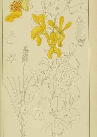 Reproducción/Reproduction 9729631069: Icones orchidearum austro-africanarum extra-tropicarum :. London :W. Wesley,1896-1913.