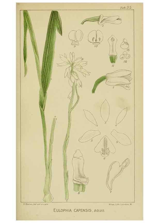 Reproducción/Reproduction 9732861278: Icones orchidearum austro-africanarum extra-tropicarum :. London :W. Wesley,1896-1913.