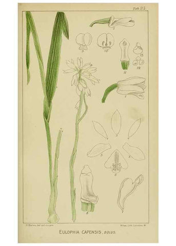 Reproducción/Reproduction 9732861278: Icones orchidearum austro-africanarum extra-tropicarum :. London :W. Wesley,1896-1913.