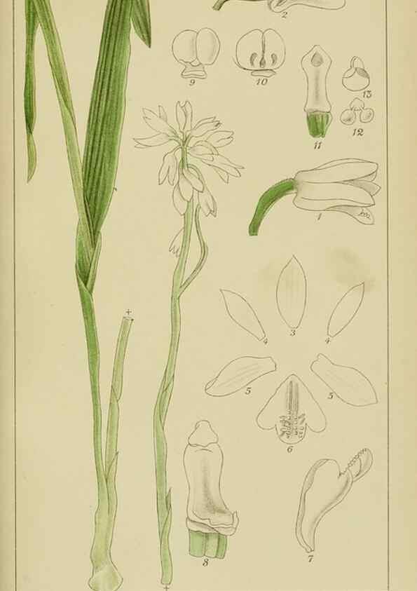 Reproducción/Reproduction 9732861278: Icones orchidearum austro-africanarum extra-tropicarum :. London :W. Wesley,1896-1913.