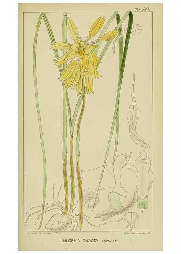 Reproducción/Reproduction 9732862934: Icones orchidearum austro-africanarum extra-tropicarum :. London :W. Wesley,1896-1913.