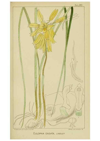 Reproducción/Reproduction 9732862934: Icones orchidearum austro-africanarum extra-tropicarum :. London :W. Wesley,1896-1913.