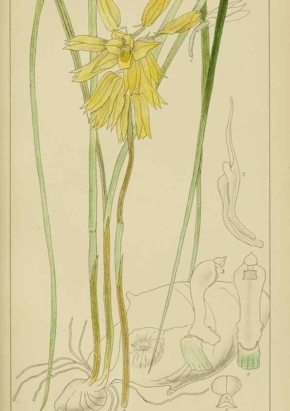 Reproducción/Reproduction 9732862934: Icones orchidearum austro-africanarum extra-tropicarum :. London :W. Wesley,1896-1913.