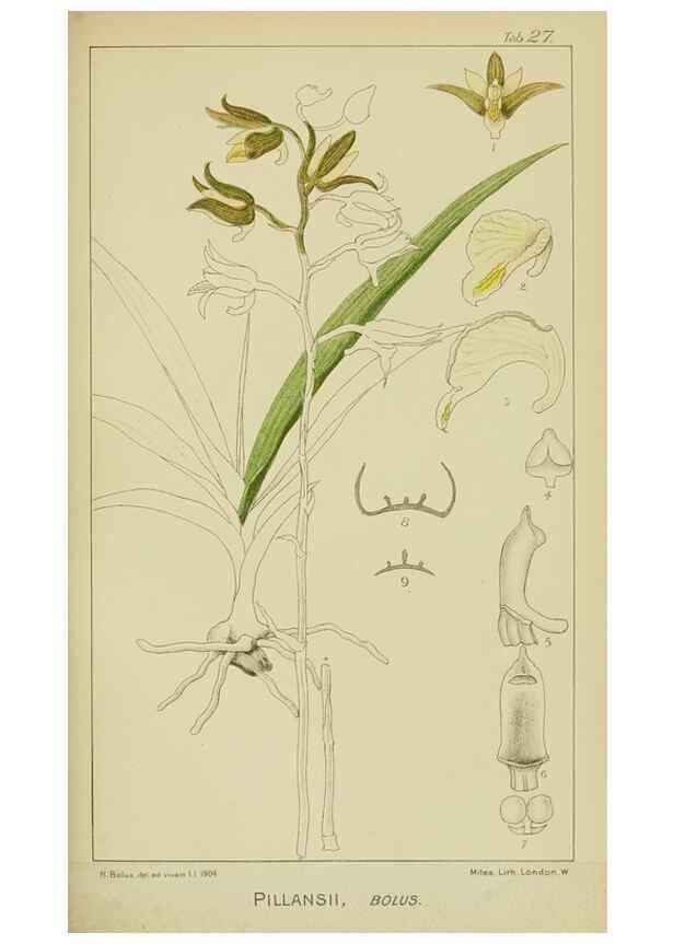 Reproducción/Reproduction 9729638209: Icones orchidearum austro-africanarum extra-tropicarum :. London :W. Wesley,1896-1913.