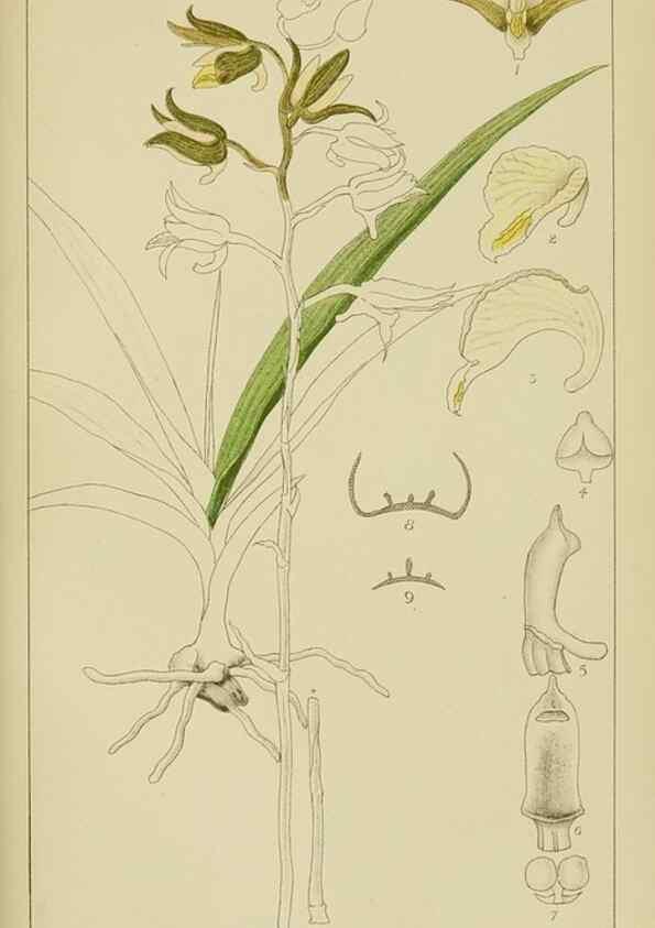 Reproducción/Reproduction 9729638209: Icones orchidearum austro-africanarum extra-tropicarum :. London :W. Wesley,1896-1913.