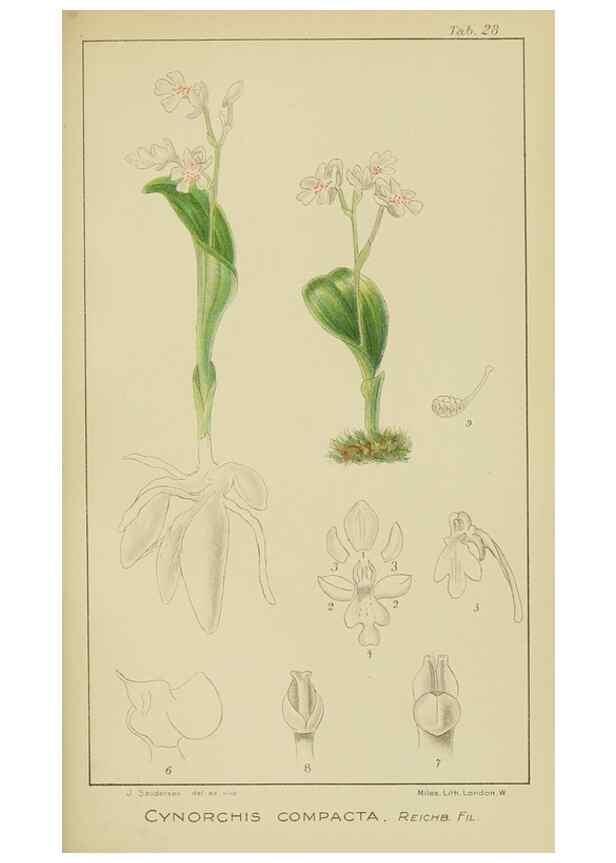 Reproducción/Reproduction 9729639743: Icones orchidearum austro-africanarum extra-tropicarum :. London :W. Wesley,1896-1913.