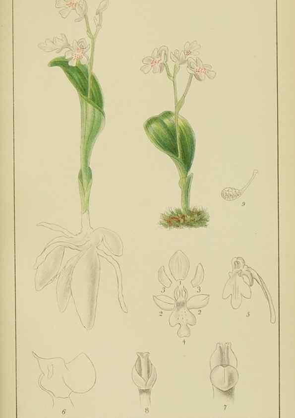 Reproducción/Reproduction 9729639743: Icones orchidearum austro-africanarum extra-tropicarum :. London :W. Wesley,1896-1913.