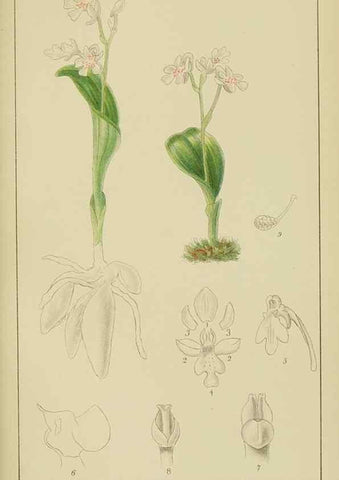 Reproducción/Reproduction 9729639743: Icones orchidearum austro-africanarum extra-tropicarum :. London :W. Wesley,1896-1913.