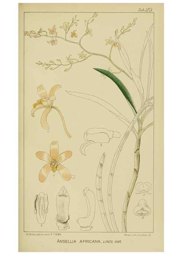 Reproducción/Reproduction 9729641307: Icones orchidearum austro-africanarum extra-tropicarum :. London :W. Wesley,1896-1913.