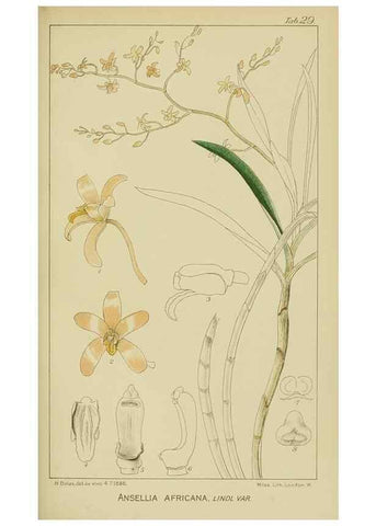 Reproducción/Reproduction 9729641307: Icones orchidearum austro-africanarum extra-tropicarum :. London :W. Wesley,1896-1913.